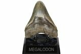 Serrated, Fossil Megalodon Tooth - Feeding Worn Tip #186654-1